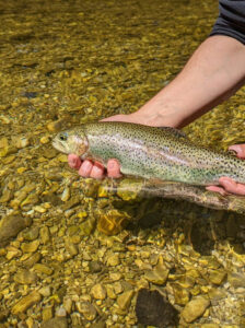 angler forelle trout wasser water