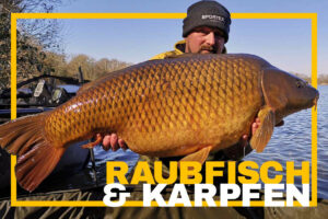 angler karpfen carp