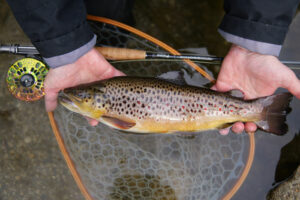 forelle trout wasser water