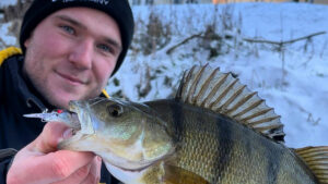 angler barsch perch