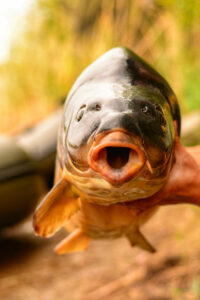 kaprfen carp