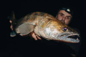 zander fisch fish angler