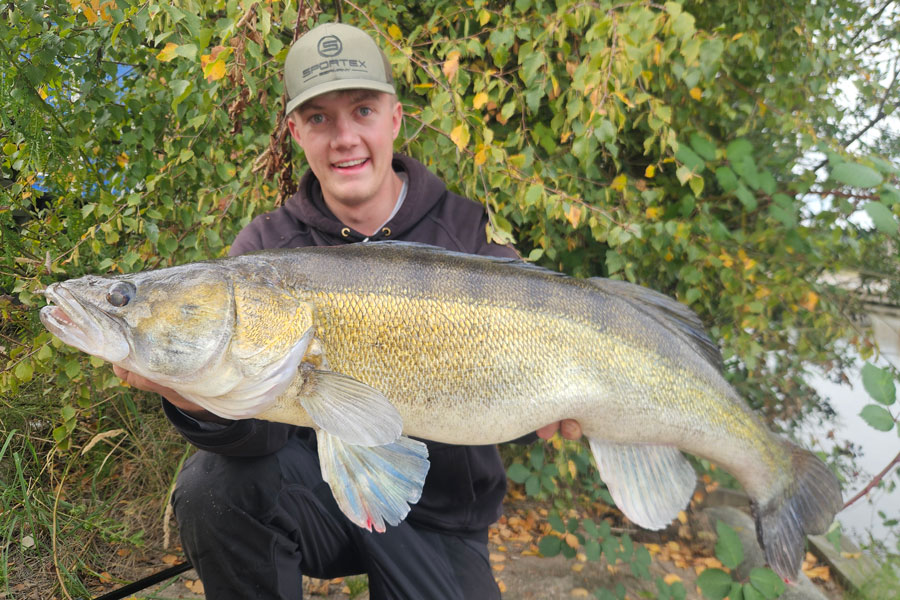 Angler mit Zander