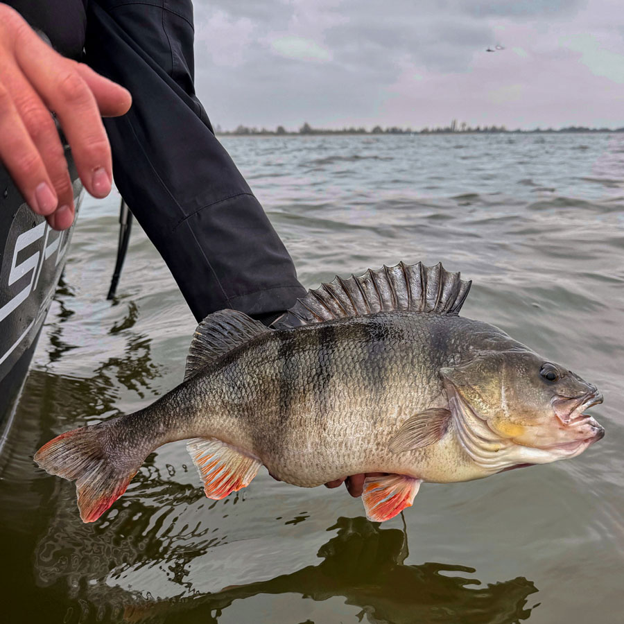 Zander Fisch See Angler